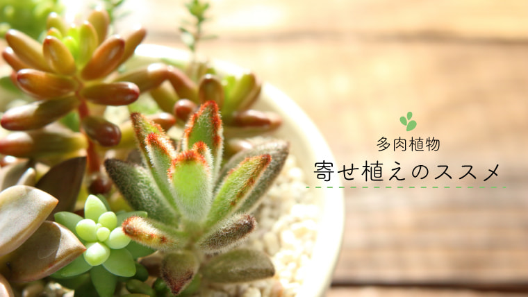 自分好みの癒やしをカスタムメイド。多肉植物寄せ植えのススメ