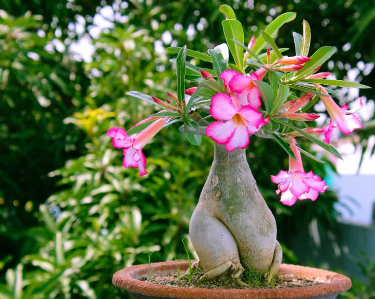 コレクター心をくすぐる塊根植物｜TANOKURA